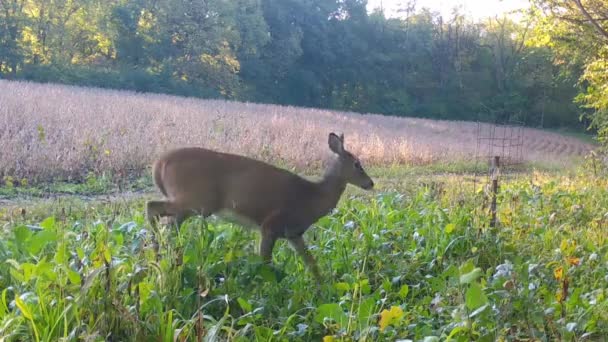 Unge Man Whitetail Deer Försiktigt Igenom Rädisa Fodertomt Längs Sidan — Stockvideo