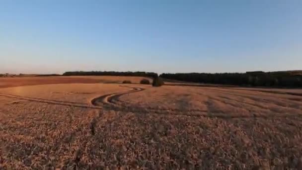 Fpvゴールデンアワーにフラット農業フィールドの空中ビュー日光 ダイナミックドローンショット — ストック動画
