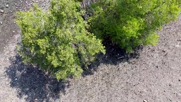 Άποψη Πουλιών Του Παράκτιου Οικοσυστήματος Μάνγκροουβ Στο Απομακρυσμένο Νησί Atauro — Αρχείο Βίντεο