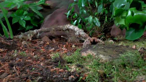 Přední Pohled Zblízka Chůze Tarantula — Stock video