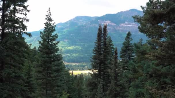 Szcenírozott Kilátás Kilátás Erdő Fenyőfák Nagy Hegy Háttérben Colorado — Stock videók