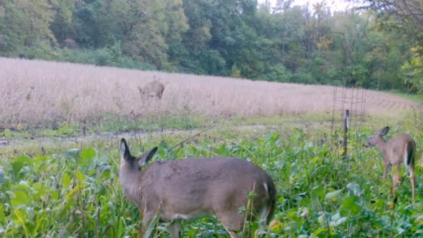 Whitetail Deer Doe Med Sine Tvillingefugle Spiser Forsigtigt Sojabønnemark Fodergrund – Stock-video