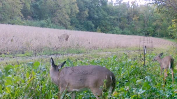 ホワイトテールディアは 大豆畑や中西部の初秋の飼料プロットで慎重に食べる彼女の2つの双子のファンで行っています 野生生物管理 カバー作物の概念 — ストック動画