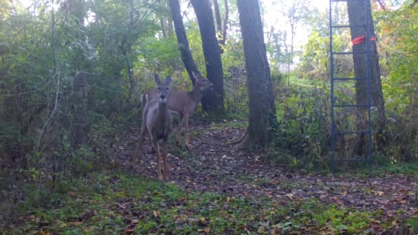 Twee Jaar Oude Whitetail Deer Voorzichtig Wandelen Langs Een Wild — Stockvideo