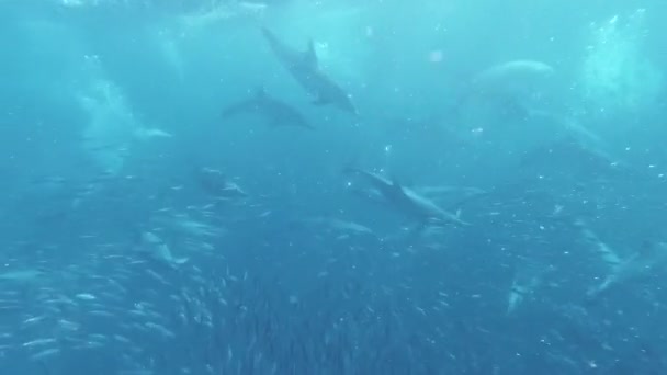돌고래가 정어리를 사냥하는 지하에 있습니다 돌고래들 정어리를 사냥하는 기후가 변한다 — 비디오