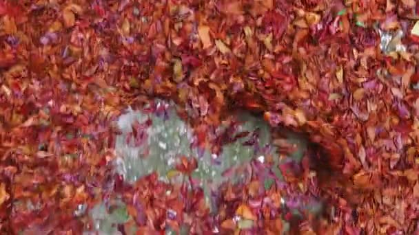 Перемещение Сухих Красных Листьев Осенью Сезон Титров Фильмов Создание Фильма — стоковое видео