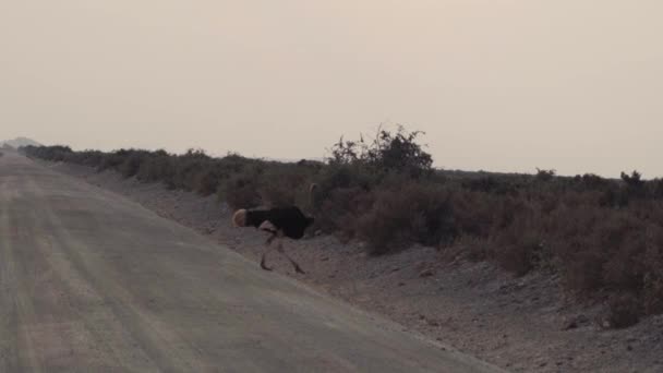 在肯尼亚安博塞利国家公园 普通鸵鸟漫步穿过半干旱植被 — 图库视频影像