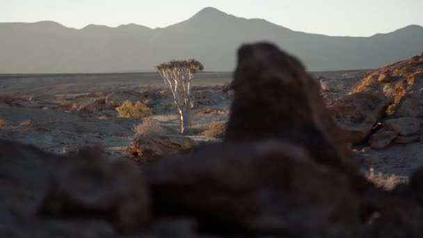 Кишеньковий Повільний Рухомий Знімок Відстеження Китобійного Дерева Стоїть Пустелі Скелями — стокове відео