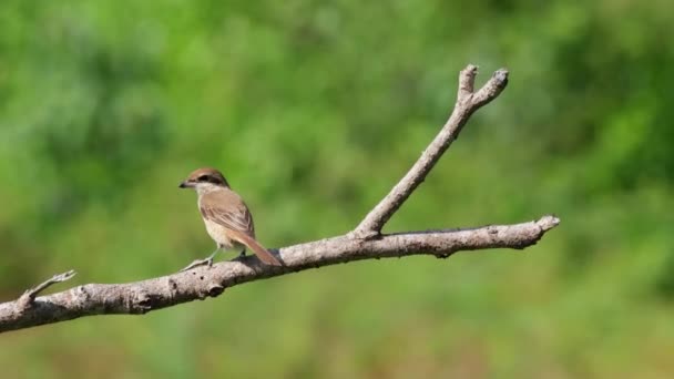 Pohled Nalevo Rozhlédne Hovínkách Horké Větrné Odpoledne Brown Shrike Lanius — Stock video