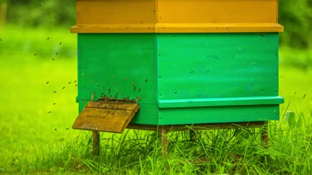 Time Lapse Shot Van Zwerm Wilde Bijen Vliegen Bijenstal Groen — Stockvideo