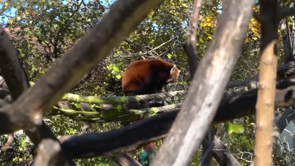 Panda Rojo También Conocido Como Panda Menor Sentado Alto Del — Vídeo de stock