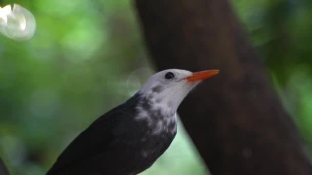 Curious Black Bulbul Vienna Zoo Looking — Stock Video