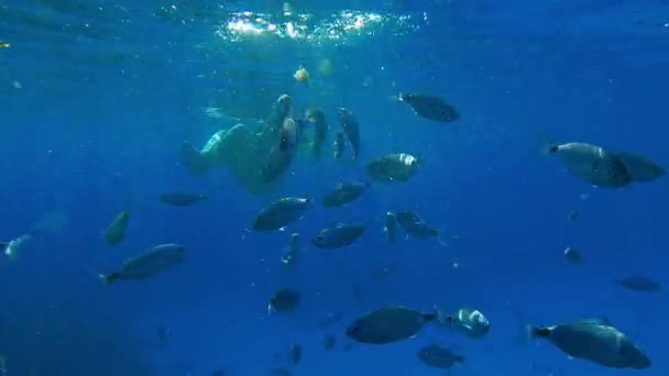 サラガ魚の泳いでいる浅瀬の水中でのクローズアップや 人が入浴する澄んだ青い海の水面下での食事 スローモーション — ストック動画