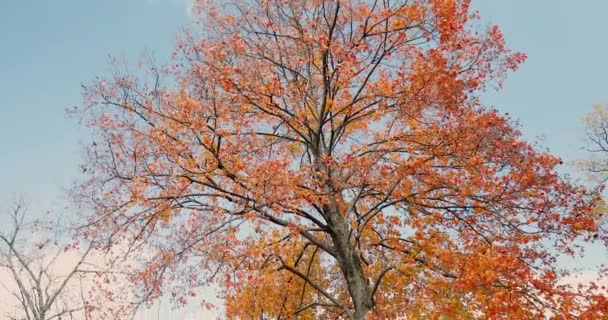 Grote Bomen Met Rode Gele Bladeren Aan Voorkant Van Blauwe — Stockvideo