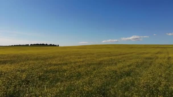 澳大利亚新南威尔士州中西部一个大油菜田的无人机拍摄 — 图库视频影像