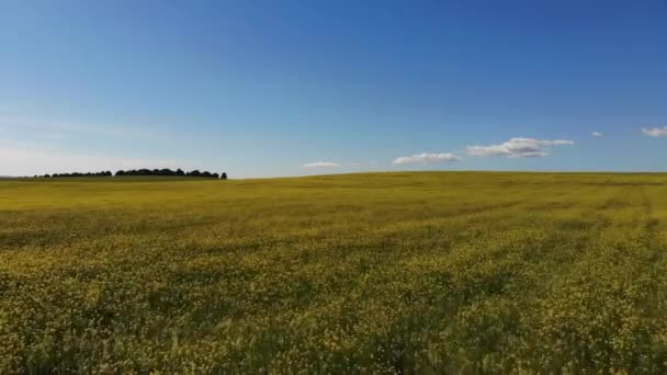 Drone Tiro Grande Campo Canola Centro Oeste Nsw Austrália — Vídeo de Stock