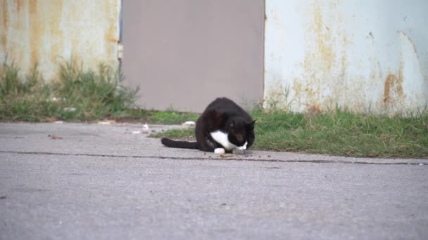 Gato Callejero Blanco Negro Comiendo Calle Otro Acerca — Vídeo de stock