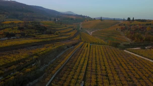 Cinematische Gele Groene Wijngaard Velden Heuvels Valpolicella Verona Italië Herfst — Stockvideo