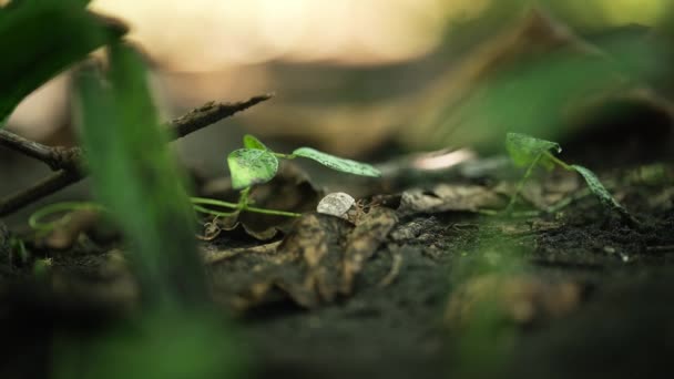 Крошечный Милый Краб Отшельник Ползающий Лесной Подстилке Тропических Джунглей Боке — стоковое видео