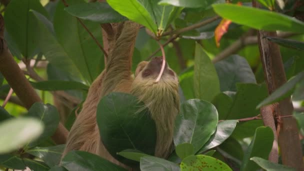 Langsam Bewegendes Zweizehenfaultier Üppigen Dschungel Von Costa Rica Hoffman — Stockvideo