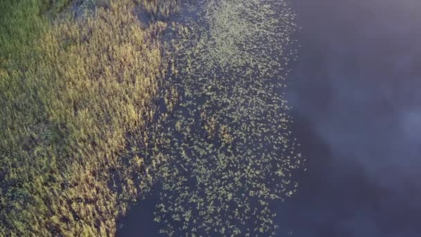 Aerial Drone Shot Aquatic Plants Lake Golden Hour Sunset — Vídeos de Stock