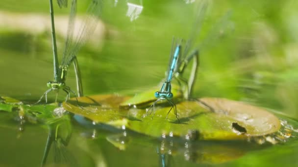 Twee Groene Blauwe Libellen Vliegende Insecten Een Waterlelie — Stockvideo