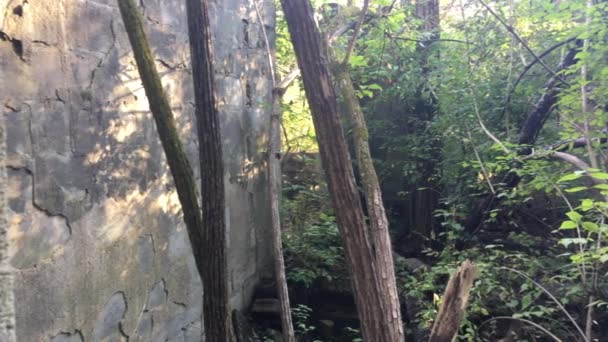 Wewnątrz Starej Opuszczonej Budowli Lesie Zarośniętymi Roślinami Drzewami Betonowy Dom — Wideo stockowe