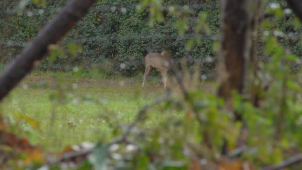 欧洲小鹿 Capreolus Capreolus 和它的母亲在雨中的草地上 — 图库视频影像