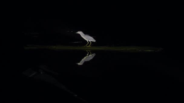 Сірий Герон Річці Вечірньому Світлі Під Час Наукової Експедиції Борнео — стокове відео