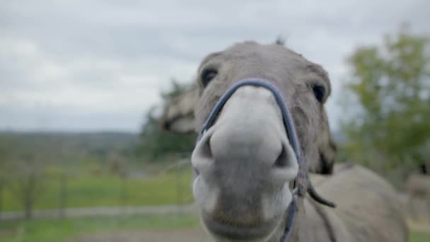 Ein Freundlicher Esel Schaut Isoliert Die Kamera Und Dreht Kopf — Stockvideo