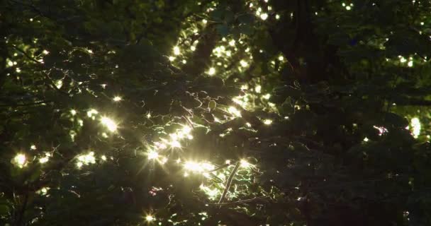 Höstens Solljus Lyser Genom Trädkronorna Skogen Låg Vinkel — Stockvideo
