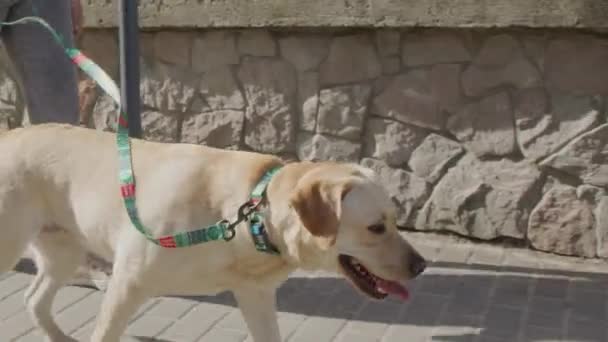 Close Van Schattige Witte Mannelijke Labrador Lopen Met Vrouwelijke Eigenaar — Stockvideo