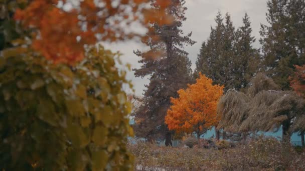 Höstfärger Skog Vancouver British Columbia Kanada — Stockvideo