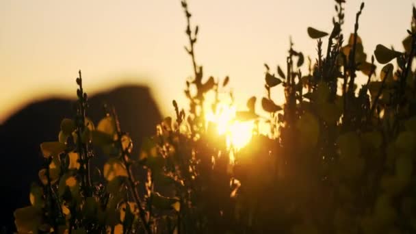Sol Atardecer Brillando Través Flores Amarillas Siluetas Cámara Lenta — Vídeo de stock