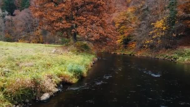Antenni Lentää Maanpinnan Yläpuolella Pieni Joki Mustassa Metsässä Saksa Syksyn — kuvapankkivideo