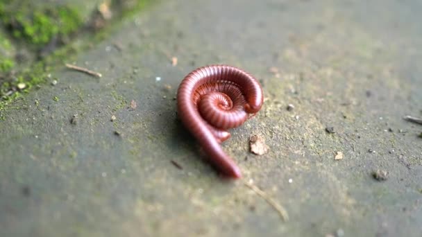 Milípede Animal Caminhando Natureza — Vídeo de Stock