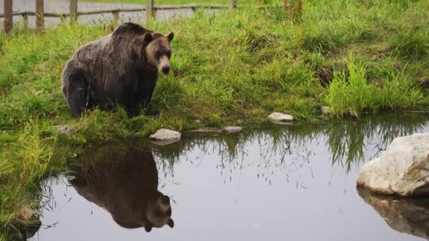 Grizzlybjörn Dricksvatten Från Damm Skog British Columbia Kanada — Stockvideo