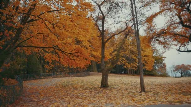 Podzimní Barvy Lese Vancouver British Columbia Kanada — Stock video