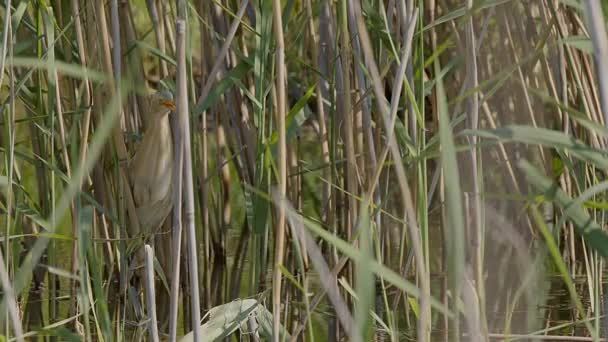 Pequeño Amargo Ixobrychus Minutus Perfectamente Camuflado Posado Entre Algunas Cañas — Vídeos de Stock