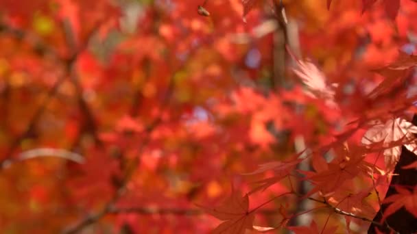 Podzimní Javorové Větve Detailní Záběr — Stock video