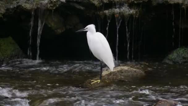 Μικρή Egret Στέκεται Ένα Βράχο Ένα Σπεύδουν Ποτάμι Κυνήγι Για — Αρχείο Βίντεο