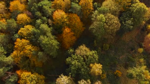 Bovenaanzicht Vanuit Lucht Doorsturen Van Bosfoto Bosecosysteem Gezond Milieuconcept Uitzicht — Stockvideo