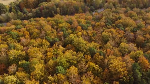 在阳光明媚的日子里 一条繁忙的公路穿过秋天的森林 一条小径通往森林外围的一个小镇 空中的景色让人看得更清楚 — 图库视频影像