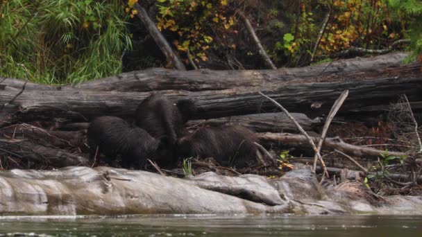 Grizzly Bear Family Eating Fish Shore Atnarko River Canada Natural — Stock Video