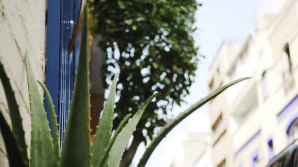 Una Bonita Planta Cactus Verde Una Calle Tradicional Mexicana Ciudad — Vídeo de stock