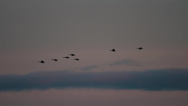 Aves Migratórias Pôr Sol Tiro Ângulo Baixo — Vídeo de Stock