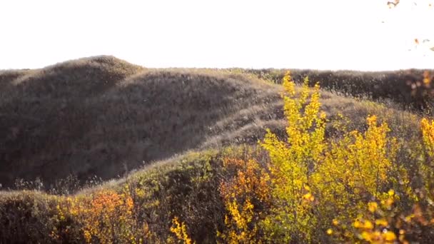 Kopcovitá Krajina Střední Alberty Během Větrného Podzimního Večera Zachycená Plném — Stock video