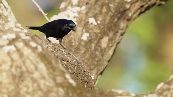 Güzel Parlak Inek Kuşu Molothrus Bonariensis Ağaç Üzerine Tünemiş Onun — Stok video