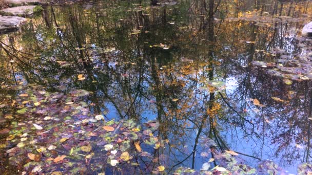 Reflections Trees Leaves Surface Small Still Pond Woods Looks Impressionist — Stock Video