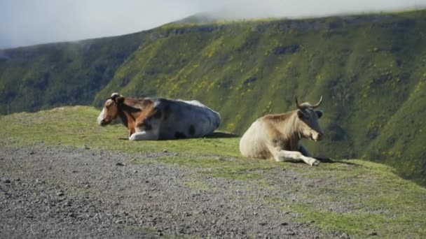 Cows Relaxing Madeira Portugal Cloudy Volcanic Mountains Background — Stock Video